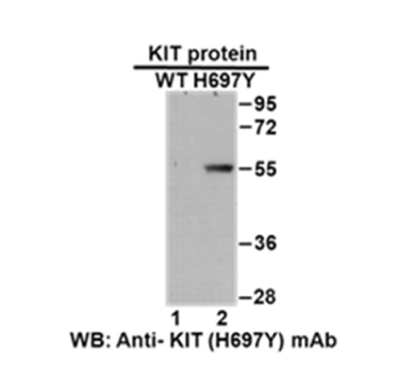KIT W557R 小鼠单抗 费斯德 GTP酶和癌基因产品
